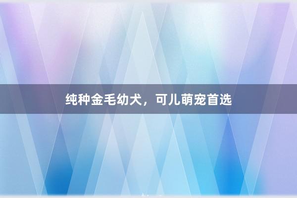 纯种金毛幼犬，可儿萌宠首选